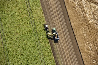 Harvesting, Glinton, Peterborough, Cambridgeshire, c2010s(?)