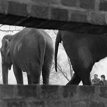 Elephants seen through a gap in a wall, London Zoo, Regent's Park, London, early 1960s