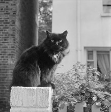 Black British longhair cat sitting on a white brick wall, Pond Square, Highgate, London, 1969