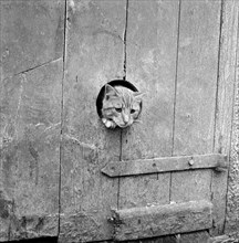 Cat looking through a hole, Cornwall, 1950s Artist