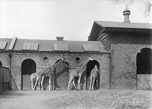 Giraffe House, Zoological Gardens, Regent's Park, London, 1912