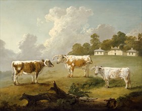 Three Long-horned Cattle at Kenwood', 1797