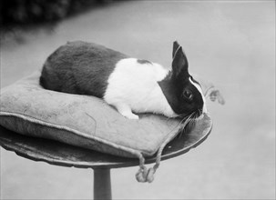 Rabbit on a cushion, Byfield, Northamptonshire, 1904