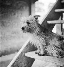 Terrier dog, early 1950s