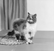 Long haired tortoiseshell cat standing on a mat looking up, 1970