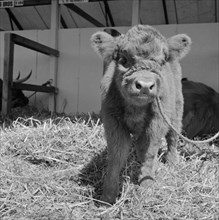 Young Highland calf at the Royal Show, Oxford, Oxfordshire, 1959