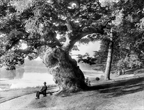 Old oak tree on the bank of the Great Lake, Blenheim Park, Woodstock, Oxfordshire, 1890