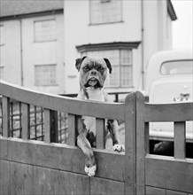 A boxer dog looking over the garden gate of a house, Aspenden, Hertfordshire, 1960