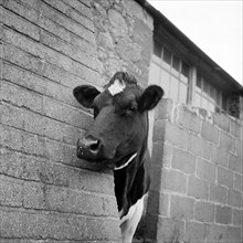 Cow peering around the corner of a brick buttress on a farm on the Isle of Wight, 1960s