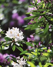 White rhodedendron flowers, Witley Court Gardens, Great Witley, Worcestershire, c2000-c2017