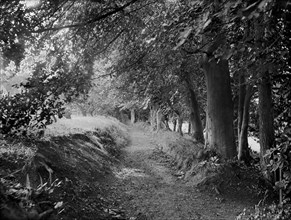 Tree-lined path in the gardens of West Ilsley House, Berkshire, c1860-c1922