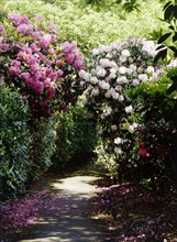 Rhododendrons lining a path in the gardens of Kenwood House, Hampstead, London, c1990-c2010