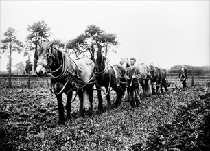 Ploughing in the Buckinghamshire countryside, c1896-c1920