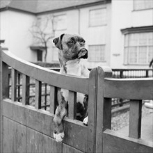 A boxer dog looking over the garden gate of a house, Aspenden, Hertfordshire, 1960