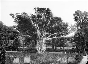 Ancient yew tree, Aldworth, Berkshire, 1895