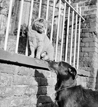 Cat and dog, late 1950s or early 1960s