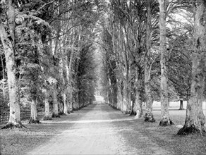 Dames Avenue, Highclere Castle, Hampshire, c1860-c1922
