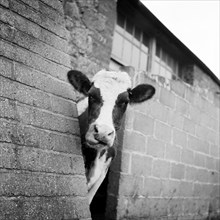 Cow peering around the corner of a brick buttress on a farm on the Isle of Wight, 1960s.