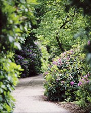 Flowering rhododendrons, gardens of Witley Court, Great Witley, Worcestershire, c2000-c2017