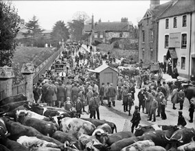Cattle market, Faringdon, Oxfordshire, 1904