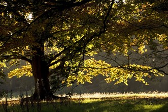 Autumn colour in the park of Kenwood House, London, c1980-c2017.   Artist