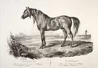 Copenhagen, the Duke of Wellington's horse, 19th century