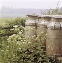 Three milk churns and cow parsley, Ashendon, Buckinghamshire, c1950-c1979