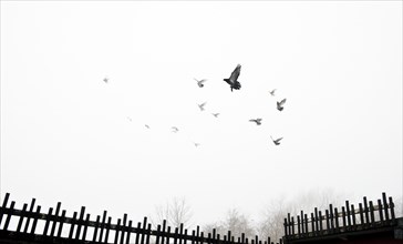 Pigeons flying into the mist from crees, Wrekenton, Gateshead, Tyne and Wear, c1980-c2017