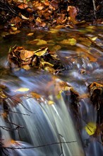 Autumn leaves in a stream above a waterfall, 2009