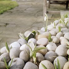 Flower bulbs growing amidst small stones, including a snowdrop, 20th century Artist