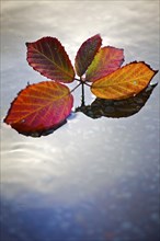 Sprig of red and gold autumn leaves floating on the surface of water, 2009