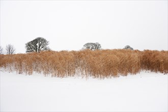 Elephant grass in snow, Somerset, 2010