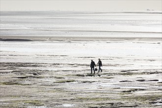 Cockle pickers at low tide, Morecambe Bay, Lower Holker, Cumbria, 2017