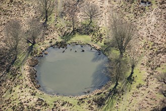 Deer in the pond near White Ash Lodge, Richmond Park, Richmond upon Thames, London, 2018