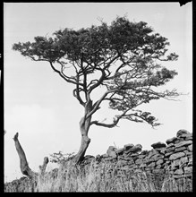 Windswept tree beside a drystone wall, 1966-1974
