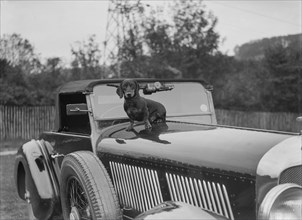 Dachshund sitting on the bonnet of Charles Mortimer's Bentley, c1930s Artist: Bill Brunell.