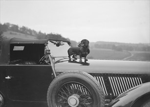 Dachshund standing on the bonnet of Charles Mortimer's Bentley, c1930s Artist: Bill Brunell.
