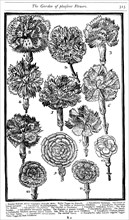 Dianthus (Carnations and Pinks), 1629. Artist: Unknown