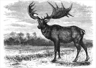 Reconstruction of the Irish elk (Megaloceros), c1880. Artist: Unknown