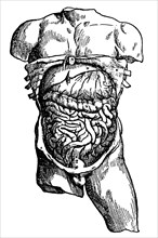 Abdominal cavity and its contents, 1543. Artist: Unknown