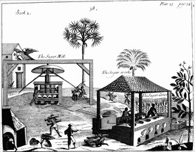 Slave labour on a sugar plantation in the West Indies, 1725. Artist: Unknown