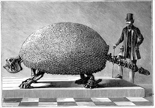 Fossil of a giant armadillo from South America, c1890. Artist: Unknown