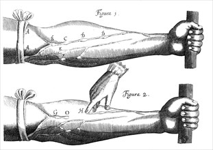 Circulation of the blood, 1628. Artist: Unknown