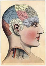Phrenology chart, showing presumed areas of activity of the brain, c1920. Artist: Unknown