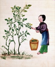 Gathering mulberry leaves to feed silkworms, 19th century. Artist: Unknown
