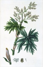 Rhubarb, 1823 Artist: Unknown