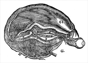 Rene Descartes' diagram of the human brain and eye, 1692. Artist: Unknown