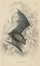Natterer's bat (Myotis nattereri), 1828. Artist: Unknown