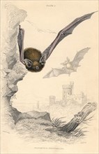 Pipistrelle bat (Pipistrellus pipistrellus), 1828. Artist: Unknown