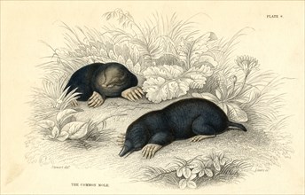 The common cole (Talpa europea), 1828. Artist: Unknown